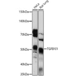 Western Blot - Anti-HIC5 Antibody (A17085) - Antibodies.com