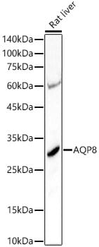 Western blot analysis of extracts of various cell lines, using Anti-AQP8 Antibody (A8539) at 1:1,000 dilution. Secondary antibody: Goat Anti-Rabbit IgG (H+L) (HRP) (AS014) at 1:10,000 dilution. Lysates / proteins: 25µg per lane. Blocking buffer: 3% non-fat dry milk in TBST. Detection: ECL Basic Kit (RM00020). Exposure time: 90s.