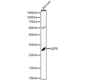 Western Blot - Anti-AQP8 Antibody (A17093) - Antibodies.com