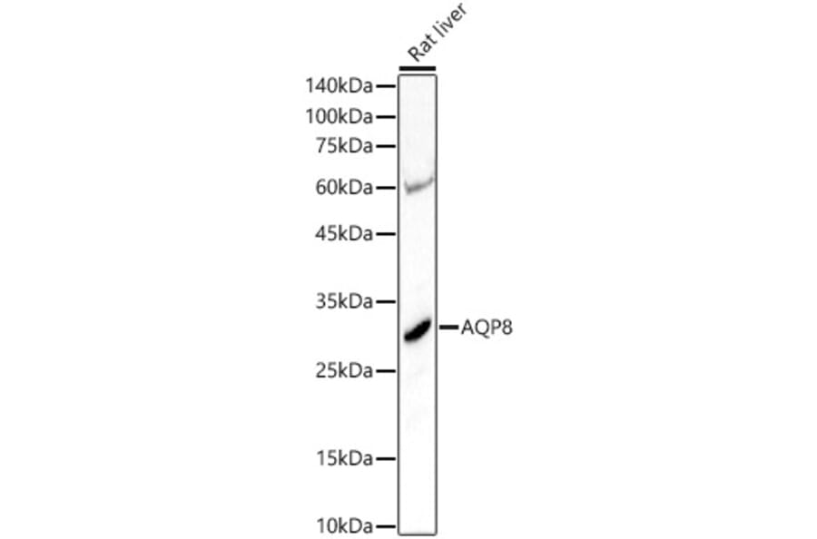 Western Blot - Anti-AQP8 Antibody (A17093) - Antibodies.com