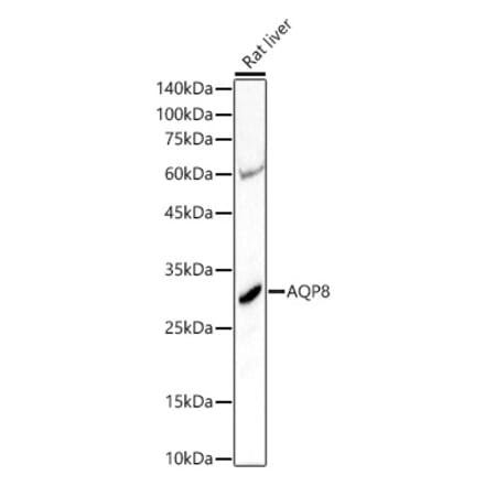 Western Blot - Anti-AQP8 Antibody (A17093) - Antibodies.com