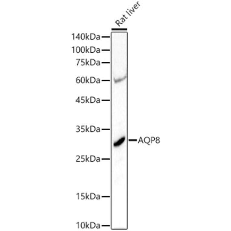 Western Blot - Anti-AQP8 Antibody (A17093) - Antibodies.com