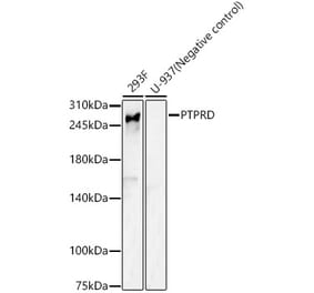 Western Blot - Anti-PTPRD Antibody (A17094) - Antibodies.com