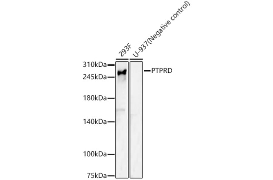 Western Blot - Anti-PTPRD Antibody (A17094) - Antibodies.com