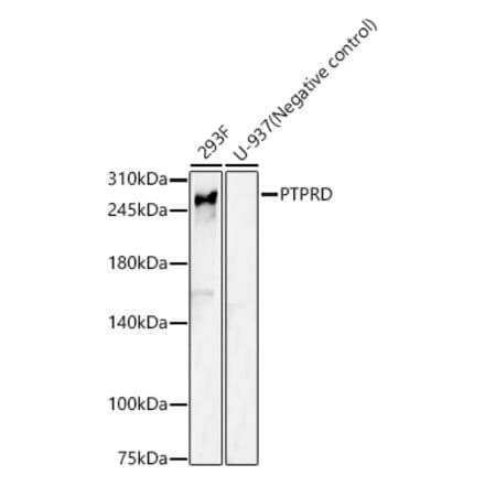 Western Blot - Anti-PTPRD Antibody (A17094) - Antibodies.com