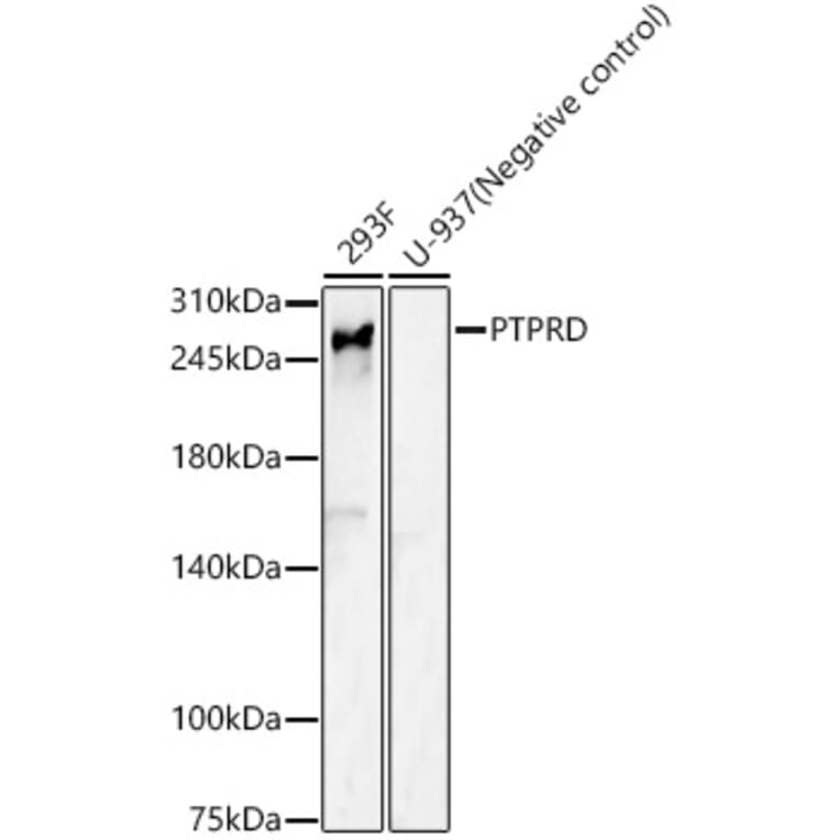 Western Blot - Anti-PTPRD Antibody (A17094) - Antibodies.com