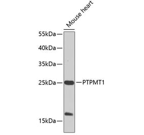 Western Blot - Anti-PTPMT1 Antibody (A17096) - Antibodies.com