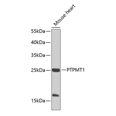 Western Blot - Anti-PTPMT1 Antibody (A17096) - Antibodies.com