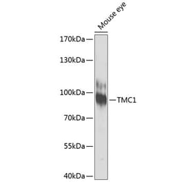 Western Blot - Anti-TMC1 Antibody (A17097) - Antibodies.com