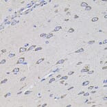 Immunohistochemistry - Anti-TMC1 Antibody (A17097) - Antibodies.com