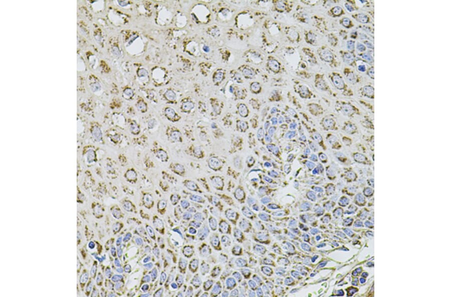 Immunohistochemistry - Anti-TMC1 Antibody (A17097) - Antibodies.com