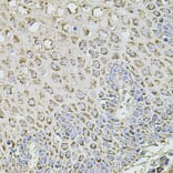 Immunohistochemistry - Anti-TMC1 Antibody (A17097) - Antibodies.com