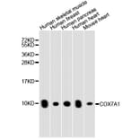 Western Blot - Anti-COX7A1 Antibody (A8707) - Antibodies.com