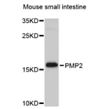 Western Blot - Anti-PMP2 Antibody (A8851) - Antibodies.com