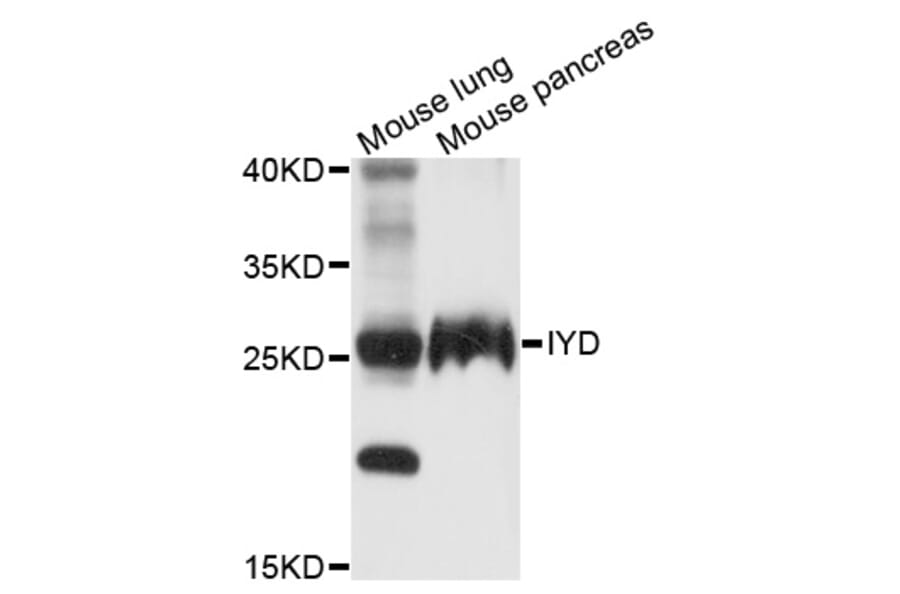 Western Blot - Anti-IYD Antibody (A9206) - Antibodies.com