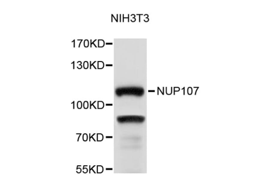 Western Blot - Anti-NUP107 Antibody (A9373) - Antibodies.com