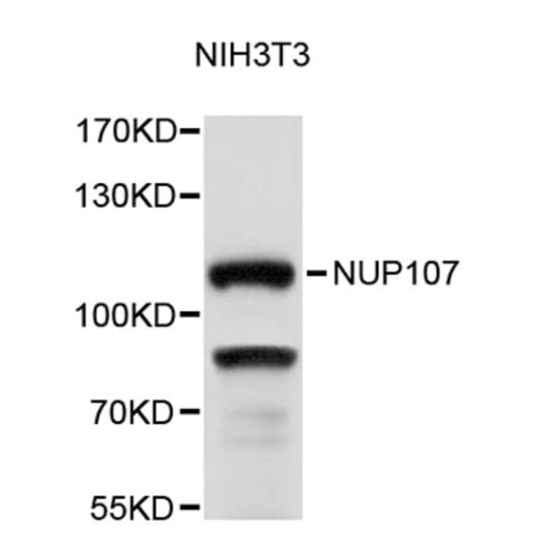 Western Blot - Anti-NUP107 Antibody (A9373) - Antibodies.com