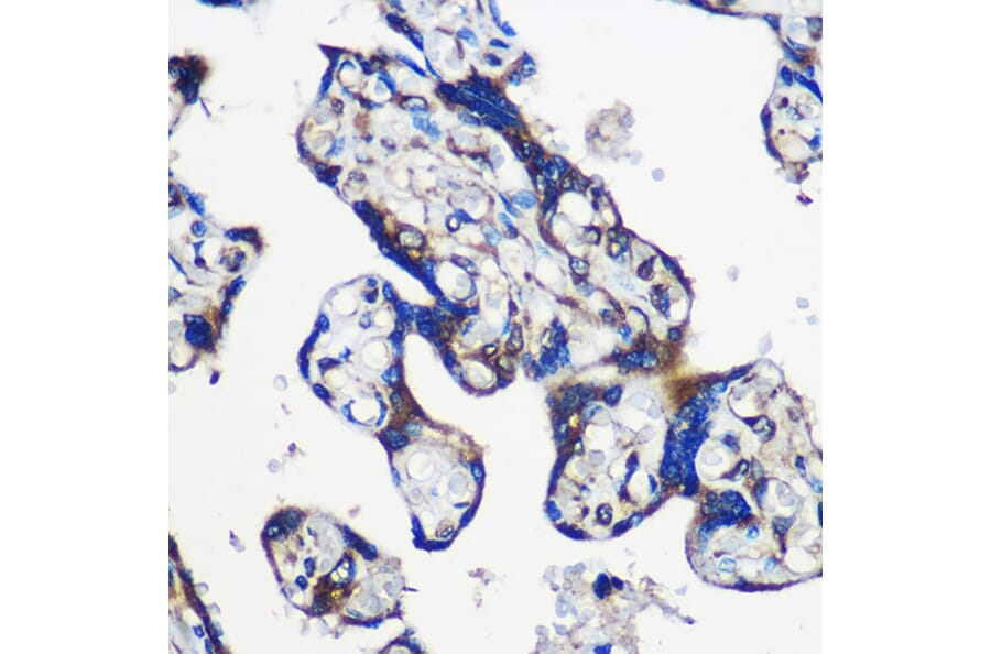 Immunohistochemistry - Anti-EYA1 Antibody (A17113) - Antibodies.com