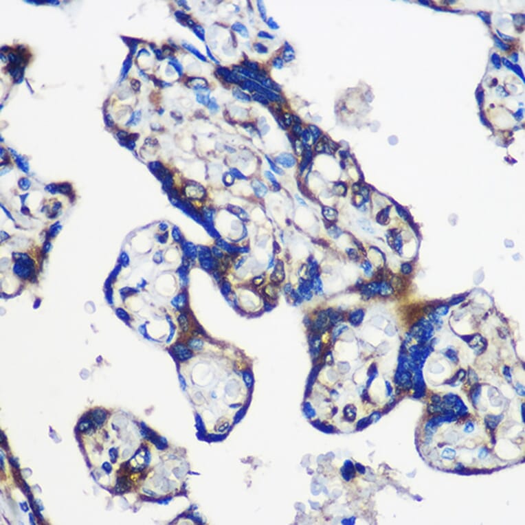 Immunohistochemistry - Anti-EYA1 Antibody (A17113) - Antibodies.com