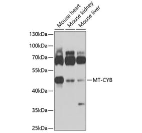Western Blot - Anti-Mt-Cyb Antibody (A17116) - Antibodies.com