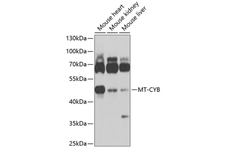 Western Blot - Anti-Mt-Cyb Antibody (A17116) - Antibodies.com