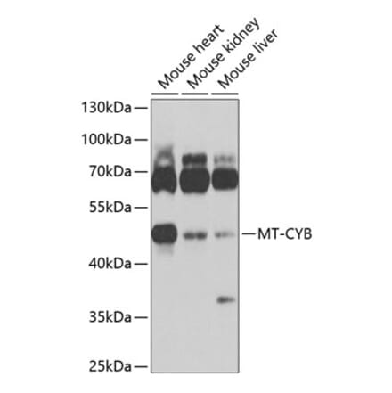 Western Blot - Anti-Mt-Cyb Antibody (A17116) - Antibodies.com