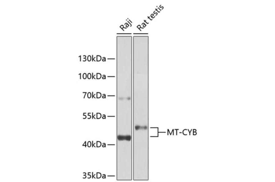 Western Blot - Anti-Mt-Cyb Antibody (A17116) - Antibodies.com