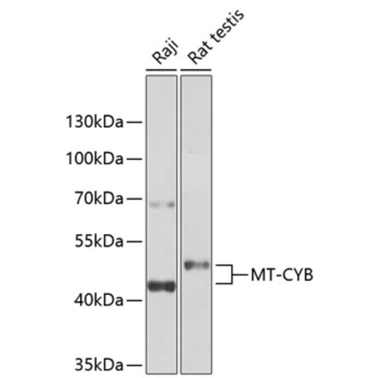 Western Blot - Anti-Mt-Cyb Antibody (A17116) - Antibodies.com
