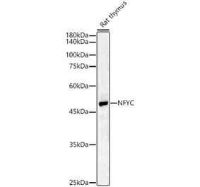 Western Blot - Anti-NFYC Antibody (A17121) - Antibodies.com