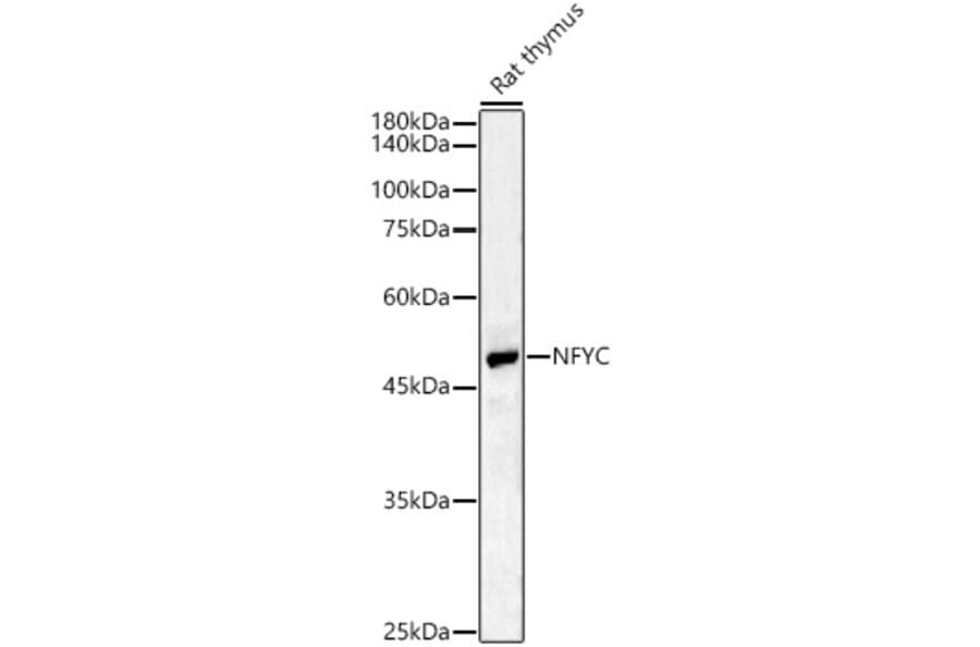 Western Blot - Anti-NFYC Antibody (A17121) - Antibodies.com