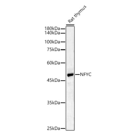 Western Blot - Anti-NFYC Antibody (A17121) - Antibodies.com