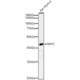 Western Blot - Anti-NFYC Antibody (A17121) - Antibodies.com