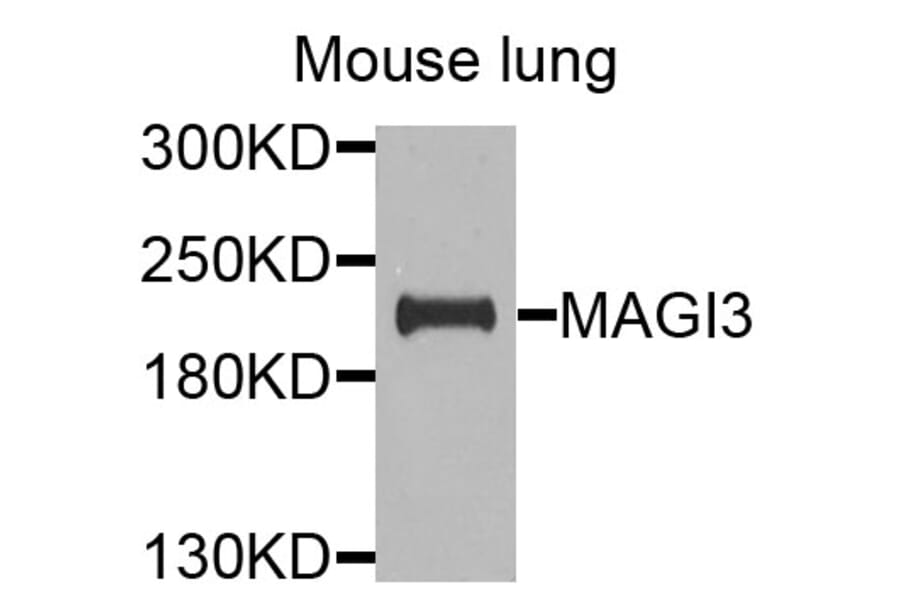 Western Blot - Anti-MAGI3 Antibody (A9893) - Antibodies.com