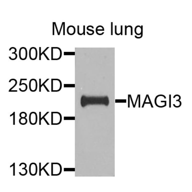 Western Blot - Anti-MAGI3 Antibody (A9893) - Antibodies.com