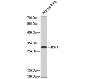 Western Blot - Anti-Bone marrow stromal cell antigen 1 Antibody (A17126) - Antibodies.com