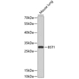 Western Blot - Anti-Bone marrow stromal cell antigen 1 Antibody (A17126) - Antibodies.com