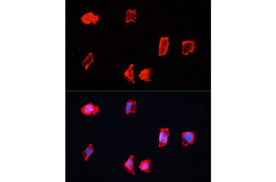 Immunofluorescence - Anti-Bone marrow stromal cell antigen 1 Antibody (A17126) - Antibodies.com