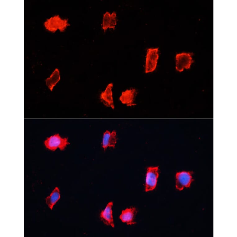 Immunofluorescence - Anti-Bone marrow stromal cell antigen 1 Antibody (A17126) - Antibodies.com