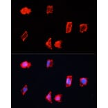 Immunofluorescence - Anti-Bone marrow stromal cell antigen 1 Antibody (A17126) - Antibodies.com
