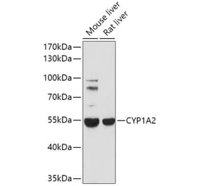 Western Blot - Anti-Cytochrome P450 1A2 Antibody (A17132) - Antibodies.com