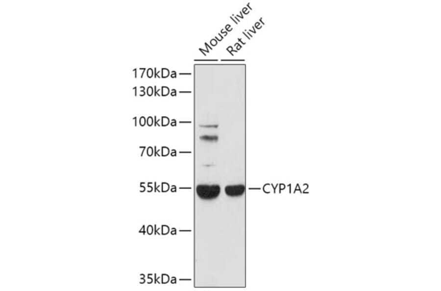 Western Blot - Anti-Cytochrome P450 1A2 Antibody (A17132) - Antibodies.com