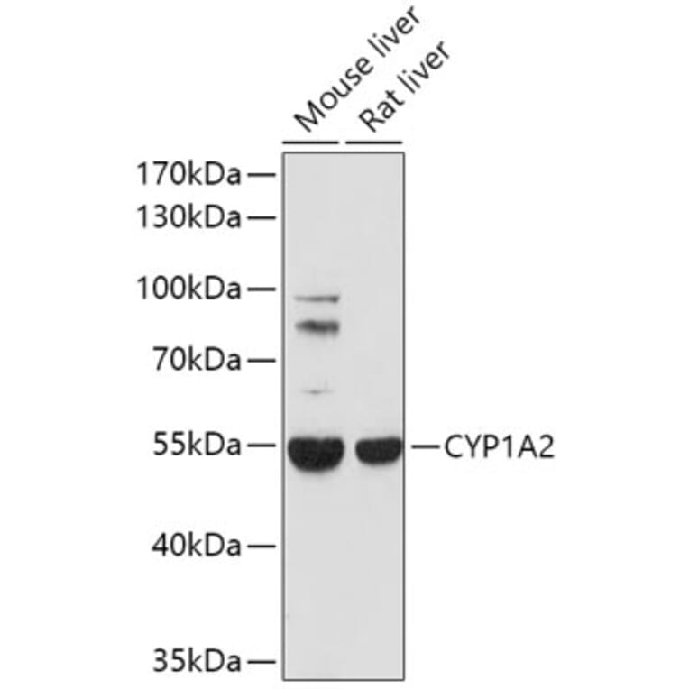 Western Blot - Anti-Cytochrome P450 1A2 Antibody (A17132) - Antibodies.com