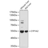 Western Blot - Anti-Cytochrome P450 1A2 Antibody (A17132) - Antibodies.com