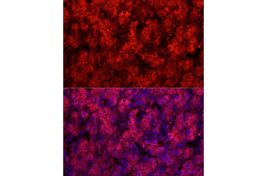 Immunofluorescence - Anti-Cytochrome P450 1A2 Antibody (A17132) - Antibodies.com