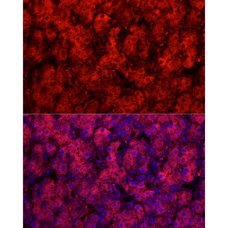 Immunofluorescence - Anti-Cytochrome P450 1A2 Antibody (A17132) - Antibodies.com