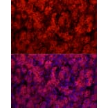 Immunofluorescence - Anti-Cytochrome P450 1A2 Antibody (A17132) - Antibodies.com