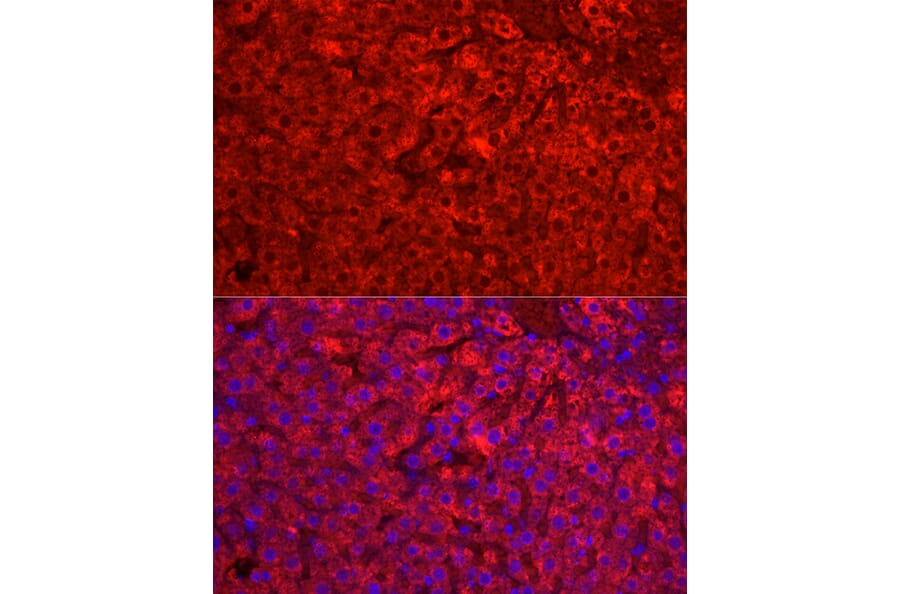 Immunofluorescence - Anti-Cytochrome P450 1A2 Antibody (A17132) - Antibodies.com