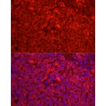 Immunofluorescence - Anti-Cytochrome P450 1A2 Antibody (A17132) - Antibodies.com