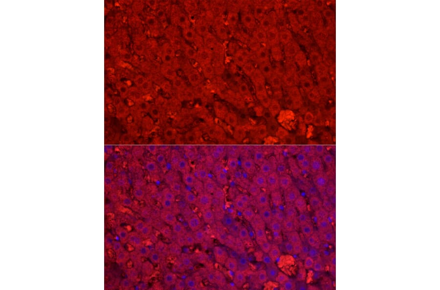 Immunofluorescence - Anti-Cytochrome P450 1A2 Antibody (A17132) - Antibodies.com