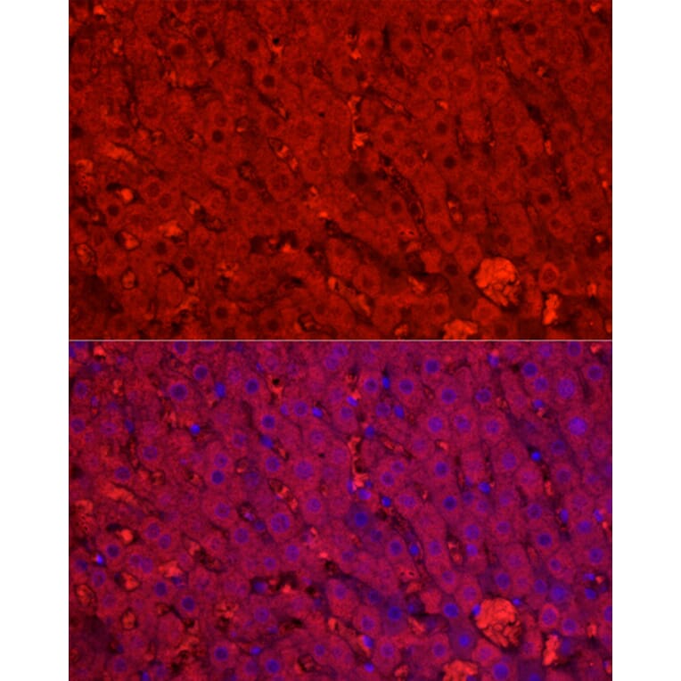 Immunofluorescence - Anti-Cytochrome P450 1A2 Antibody (A17132) - Antibodies.com